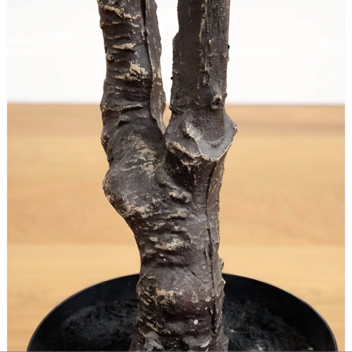 Main image 7