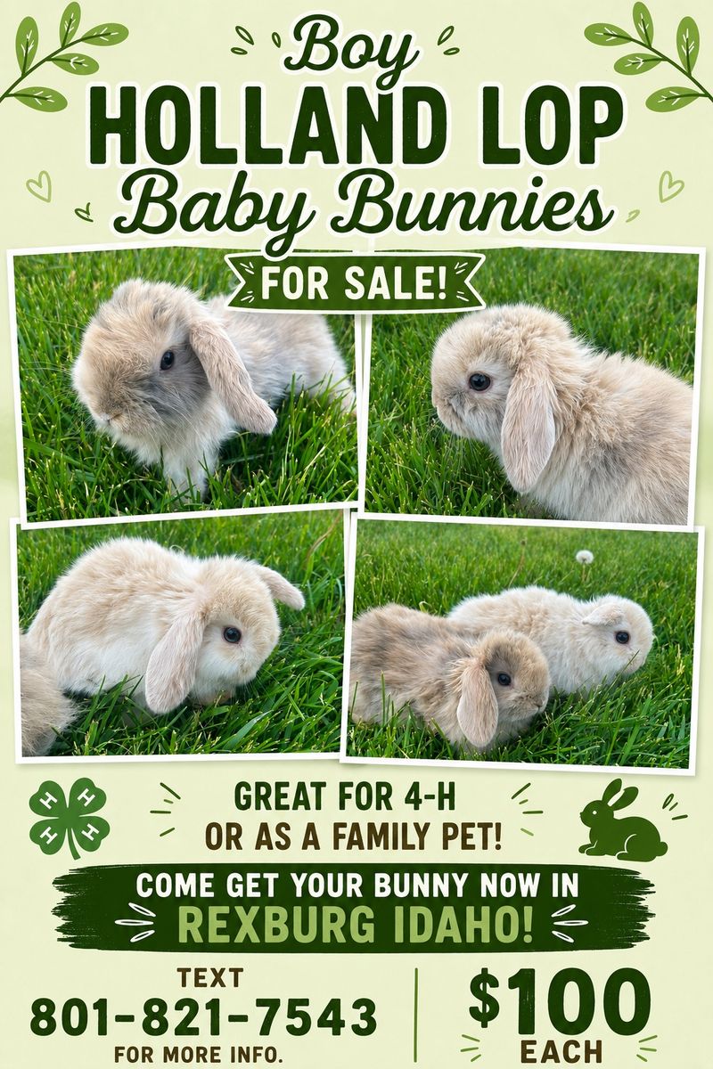 Baby holland lop males!
