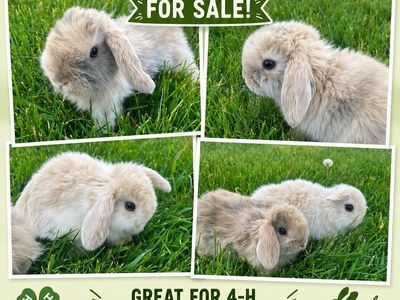Baby holland lop males!