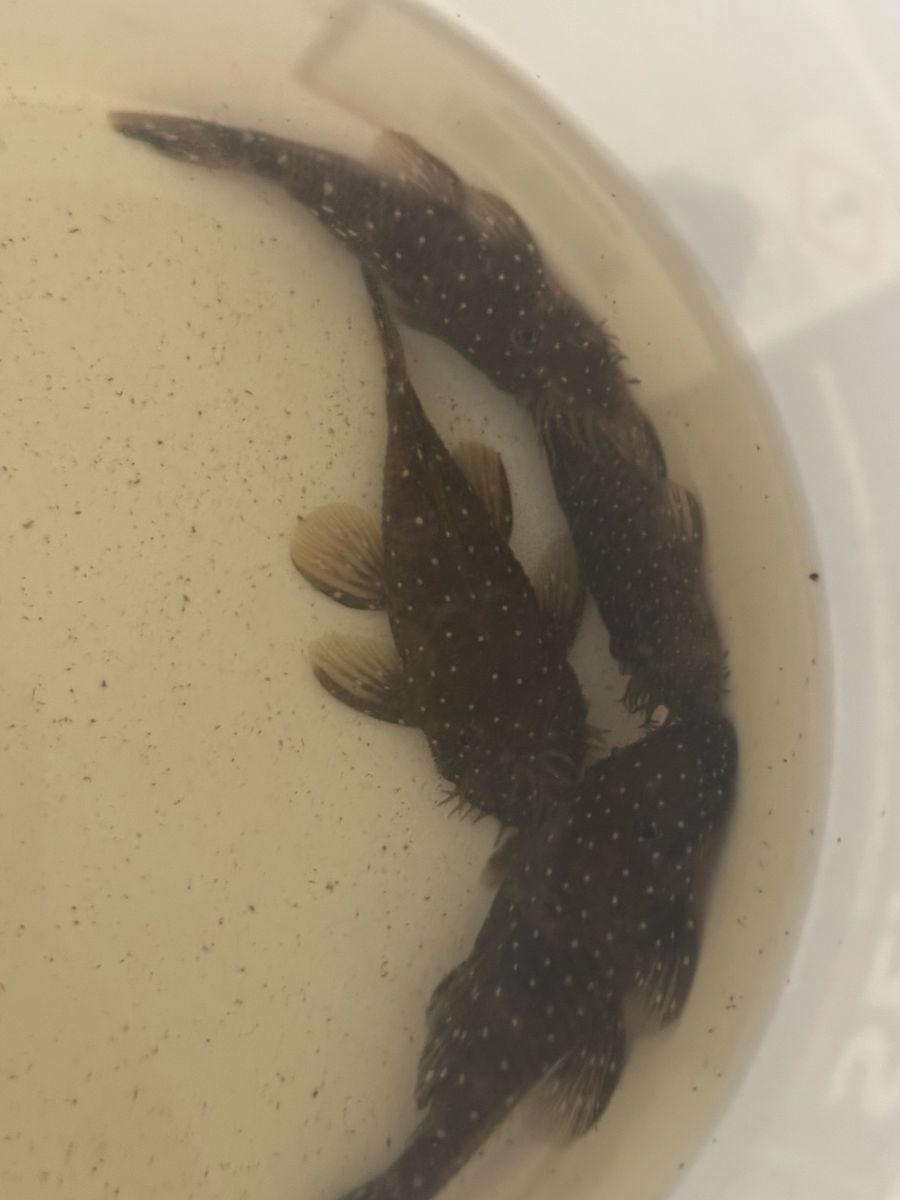 Plecos L 184 250