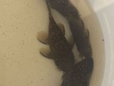 Plecos L 184 250