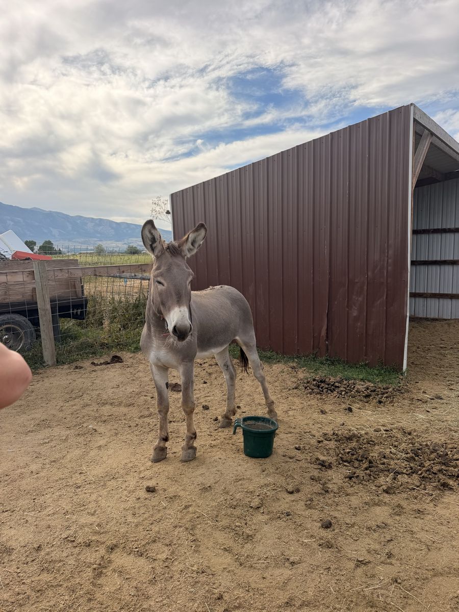 6 Year Old Gelding Burro - Arizona Origin - Unbroke