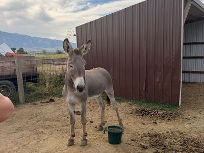 6 Year Old Gelding Burro - Arizona Origin - Unbroke