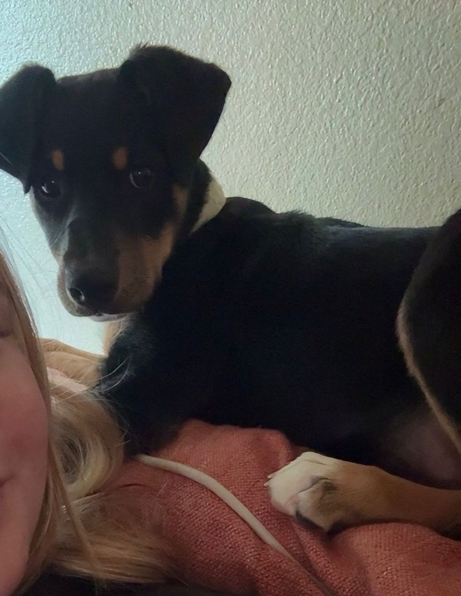 Adorable Black and Tan Puppy border collie mix - Well-Behaved & Crate-Trained