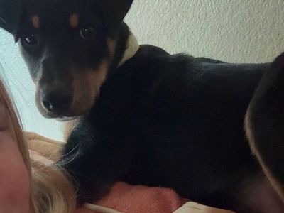 Adorable Black and Tan Puppy border collie mix - Well-Behaved & Crate-Trained
