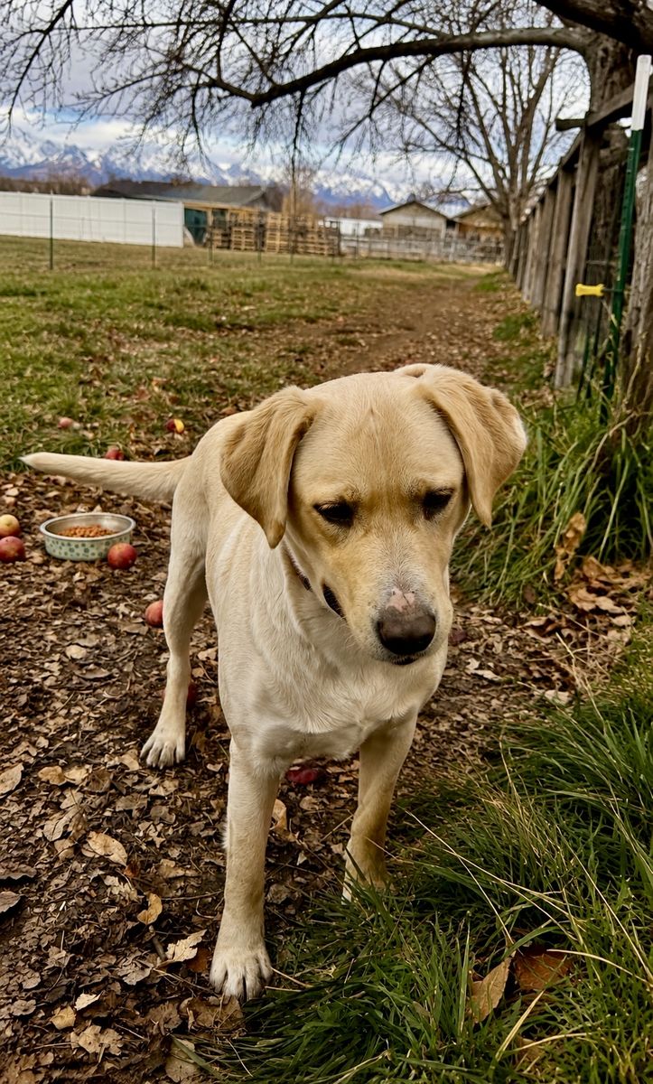 Yellow Labrador Retriever / Collie Dog