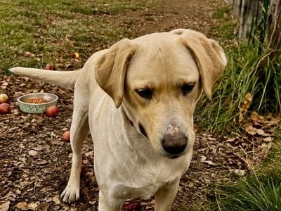 Yellow Labrador Retriever / Collie Dog