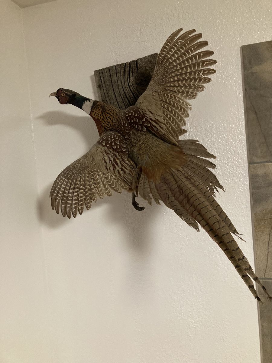 Ring-Neck Pheasant Mount