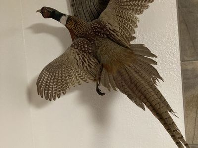 Ring-Neck Pheasant Mount