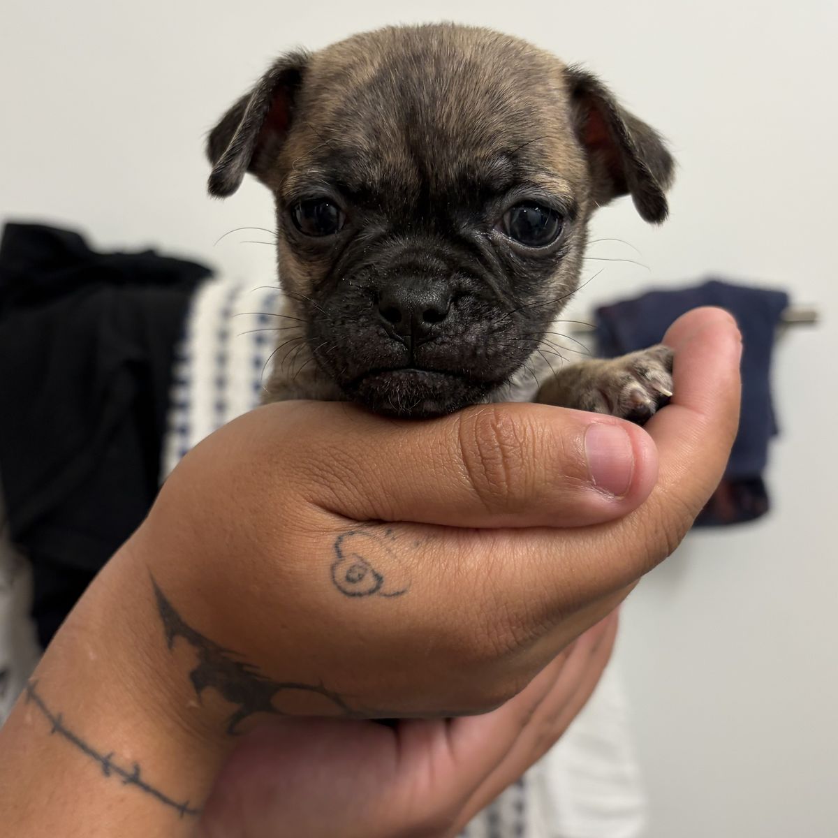 Prenchton/ Frugton Mix Puppies