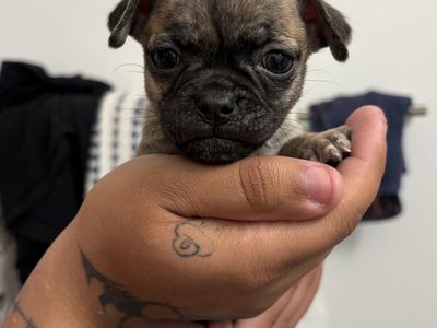 Prenchton/ Frugton Mix Puppies