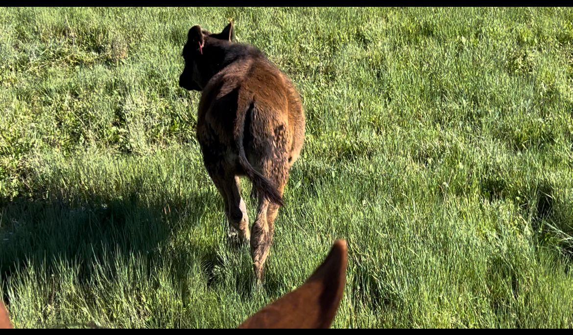 Angus - Holstein steer