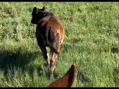 Angus - Holstein steer