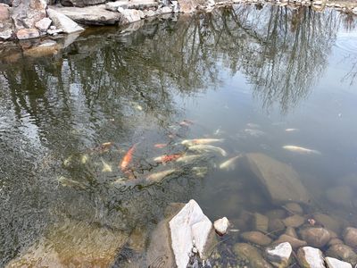 50+ Koi Fish Various Species 6+ & 12+ inches
