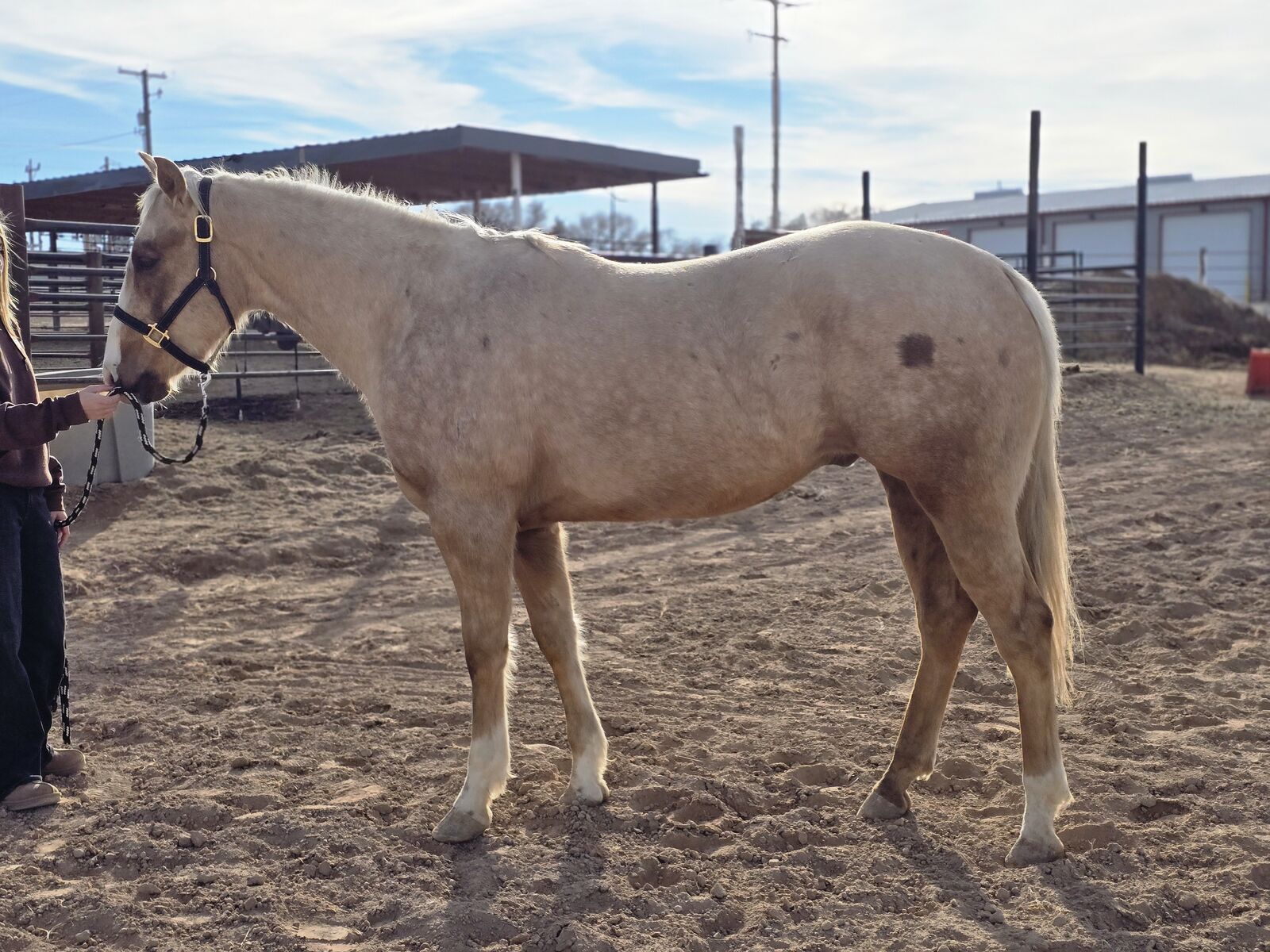 3yr old AQHA performance prospect