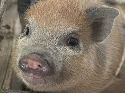 Adorable Mini Juliana piglet / Potbelly pig mix