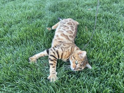Female Bengal Cat - F5