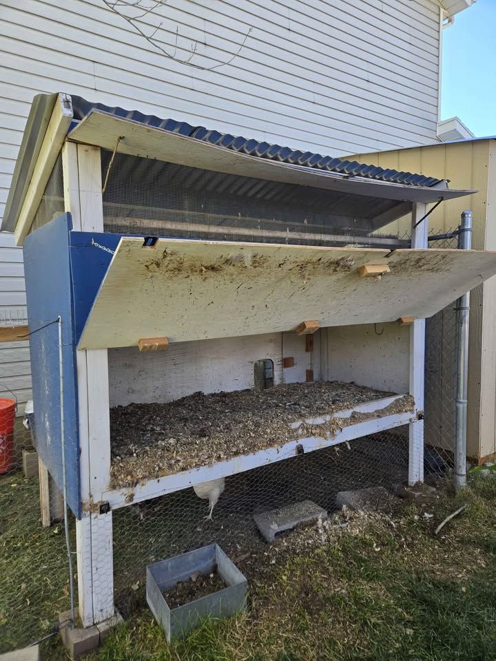 Backyard Chicken Kit (Coop, Chickens, Equipment)