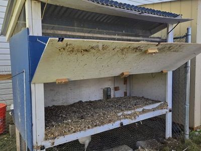 Backyard Chicken Kit (Coop, Chickens, Equipment)
