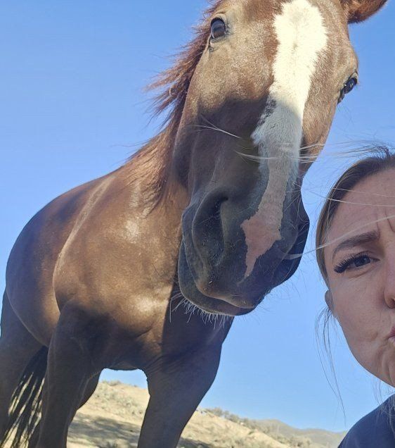 3 yr old qtr horse mare untouched