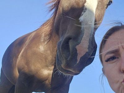 3 yr old qtr horse mare untouched