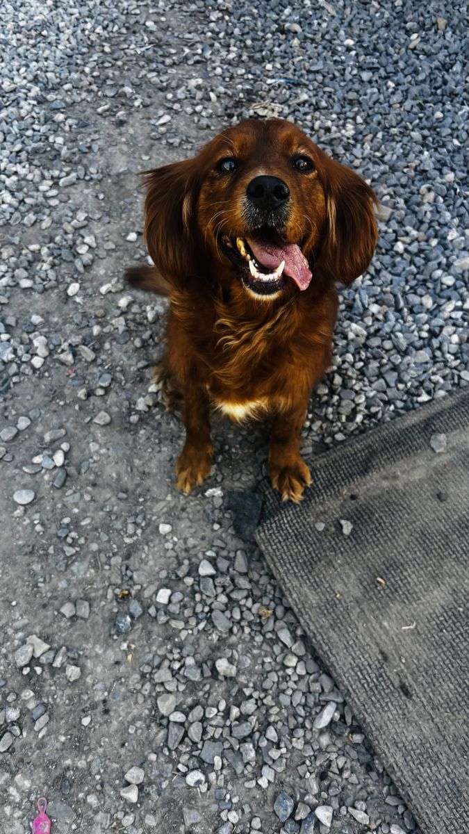 cavalier golden retriever mix/ mini golden