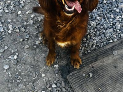 cavalier golden retriever mix/ mini golden