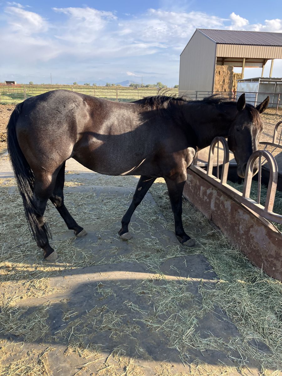 AQHA 2016 Blue Roan Mare