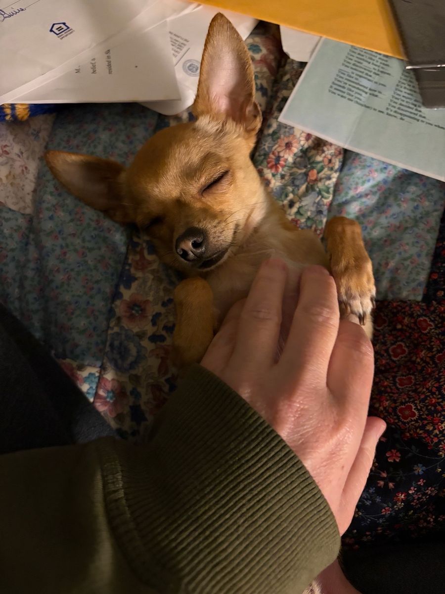 Tiny Chihuahua Stud Available