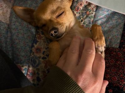 Tiny Chihuahua Stud Available