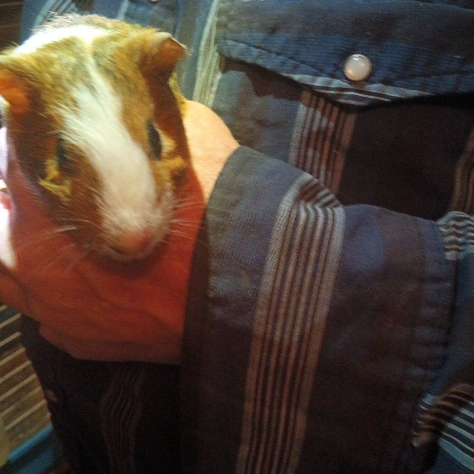 guinea pig
