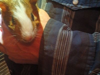 guinea pig