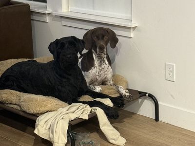 I am needing to re home my Giant Shnauzer Dottie