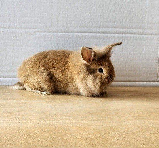 Female baby bunny. Lionhead mix