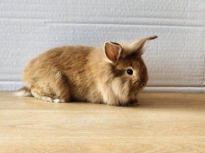 Female baby bunny. Lionhead mix