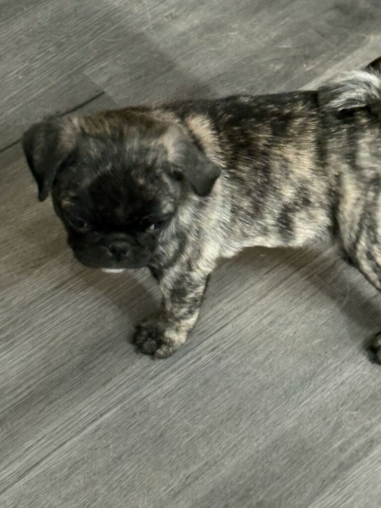 Beautiful Brindle Pug Puppy