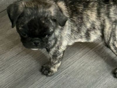 Beautiful Brindle Pug Puppy