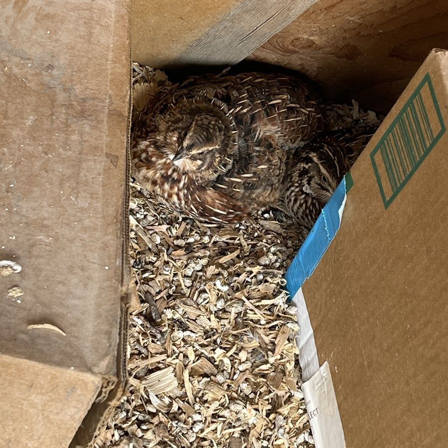 Coturnix Quail Chicks