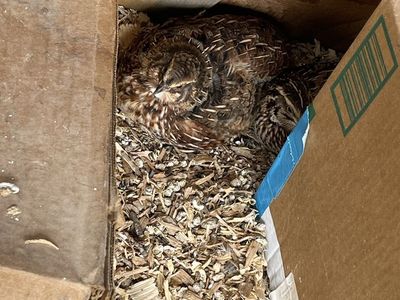 Coturnix Quail Chicks