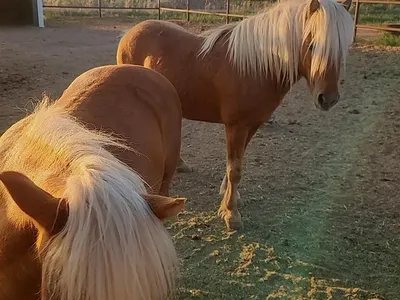 Mini Stallion