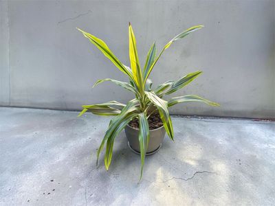 Live Dracaena Deremensis 'Lemon Lime’ – 7” wide x 6” tall plastic pot (Grey)