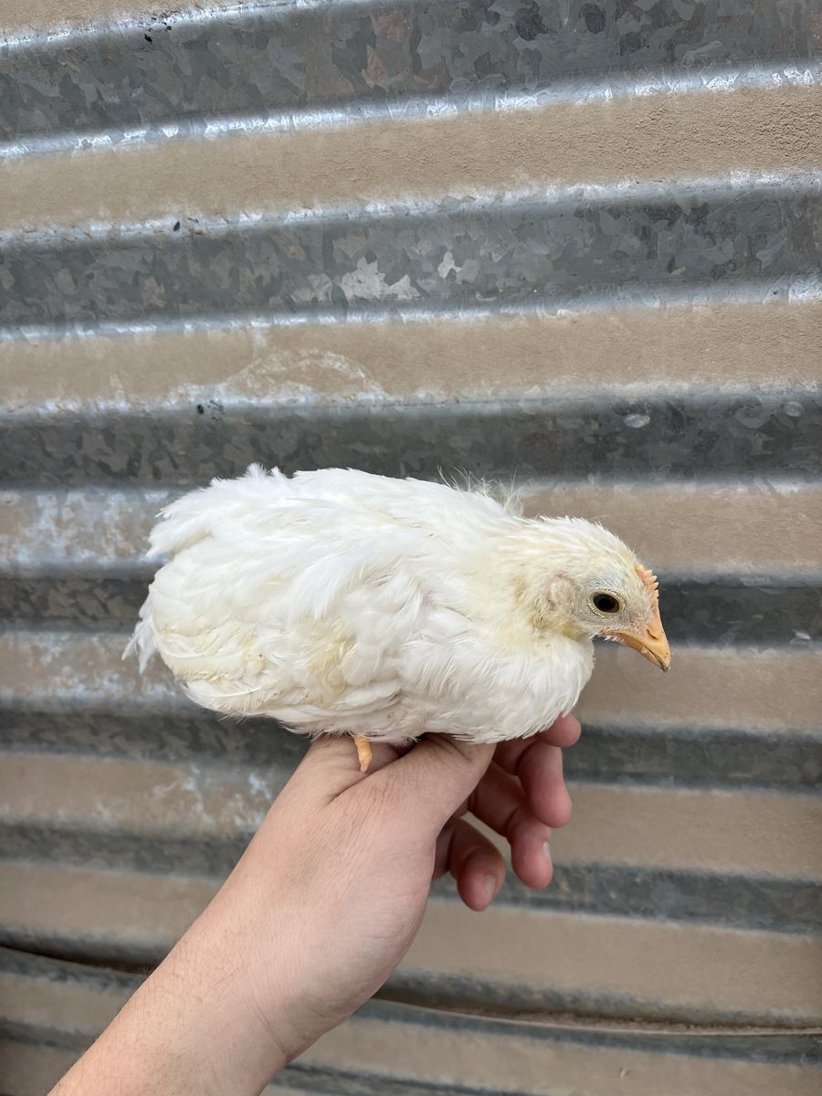4 White Leghorn Pullets