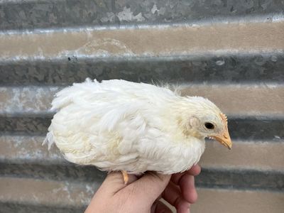 4 White Leghorn Pullets