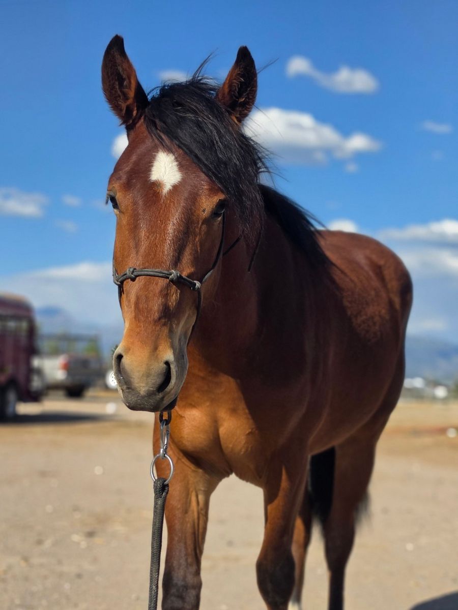 2 1/2 year mustang gelding
