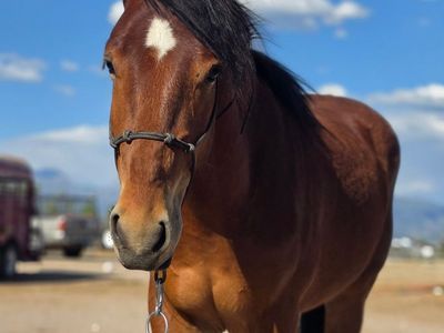 2 1/2 year mustang gelding