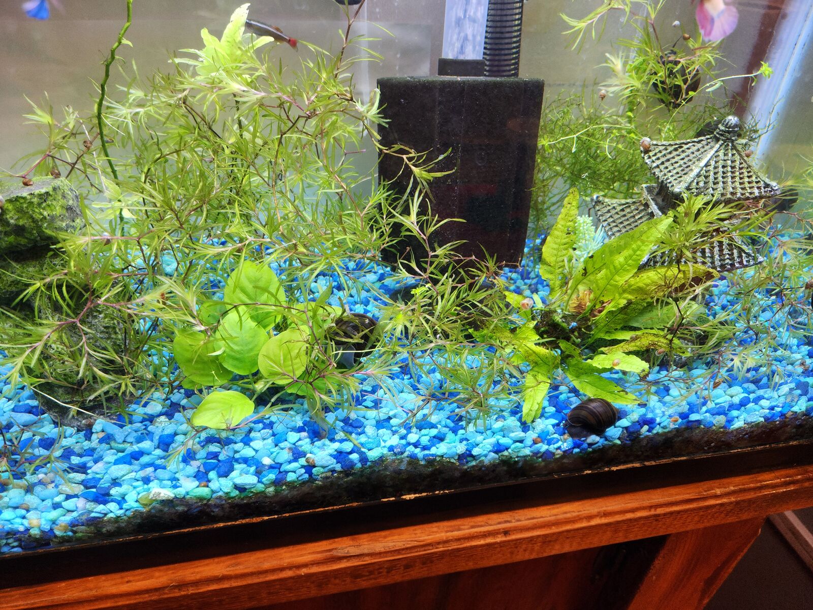 GUPPY GRASS! $5