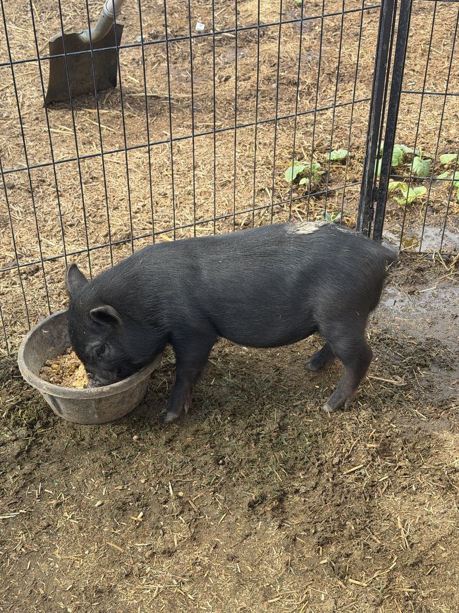 Mini Juliana Pig - Male, 3 Months Old, Healthy & Friendly Pet/Hobby Farm Pig