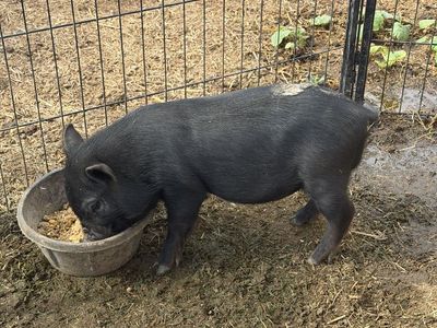Mini Juliana Pig - Male, 3 Months Old, Healthy & Friendly Pet/Hobby Farm Pig