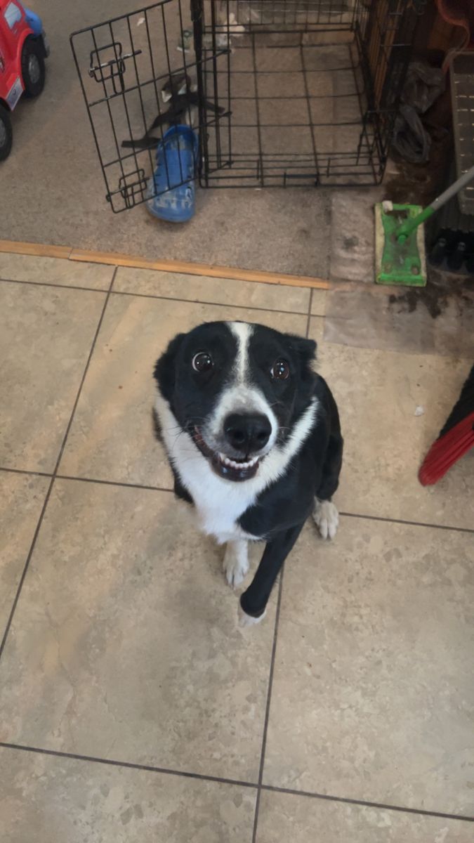 Loyal 5yo Border Collie Mix