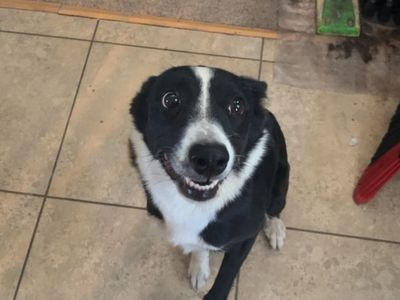 Loyal 5yo Border Collie Mix